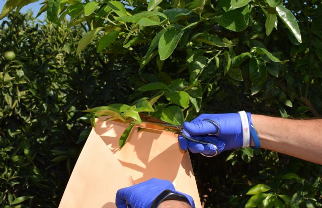 Orri intensifica el control sobre grandes explotaciones no autorizadas y detecta una parcela con más de 10.000 plantas ilegales - 2, Foto 2