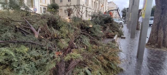 MC: La política arboricida de Noelia Arroyo vive mañana un nuevo episodio con la tala de eucaliptos en la carretera de la Algameca - 2, Foto 2