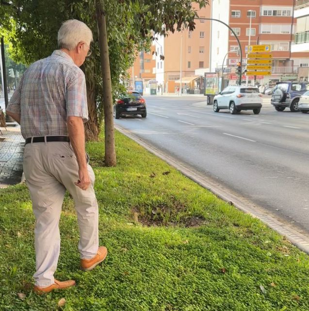 MC: La política arboricida de Noelia Arroyo vive mañana un nuevo episodio con la tala de eucaliptos en la carretera de la Algameca - 3, Foto 3