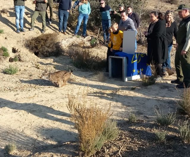 Liberan un lince ibérico en Almería para consolidar su reintroducción en las Tierras Altas de Lorca - 1, Foto 1