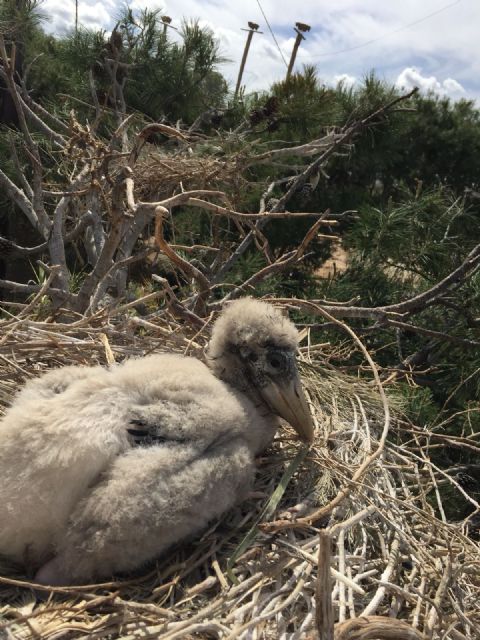 El nacimiento de un marabú, hito europeo en Terra Natura Murcia - 1, Foto 1