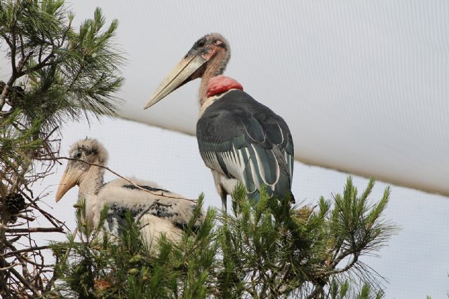 La pareja de marabús africanos de Terra Natura Murcia amplía la familia - 1, Foto 1