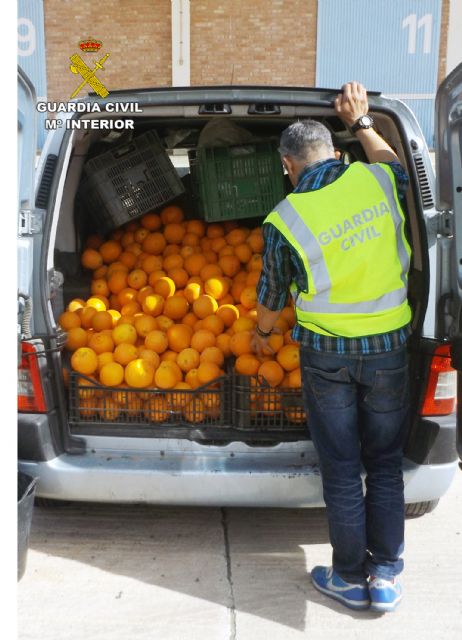 La Guardia Civil detiene en Murcia a los tres integrantes de un grupo delictivo dedicado a sustraer cítricos - 3, Foto 3