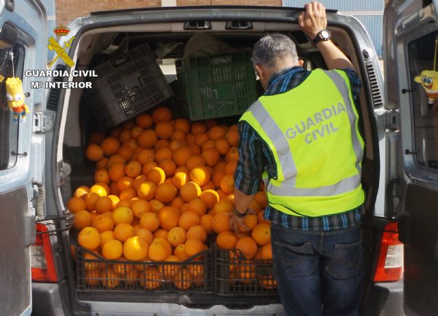 La Guardia Civil detiene en Murcia a los tres integrantes de un grupo delictivo dedicado a sustraer cítricos - 4, Foto 4