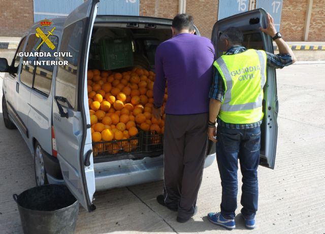 La Guardia Civil detiene en Murcia a los tres integrantes de un grupo delictivo dedicado a sustraer cítricos - 5, Foto 5