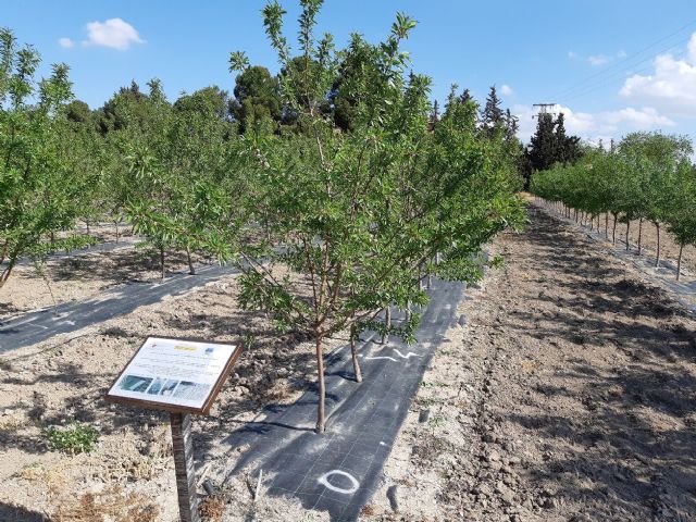 Agricultura desarrolla en Torre Pacheco tres proyectos sobre el almendro como alternativa  ante la escasez de agua - 1, Foto 1