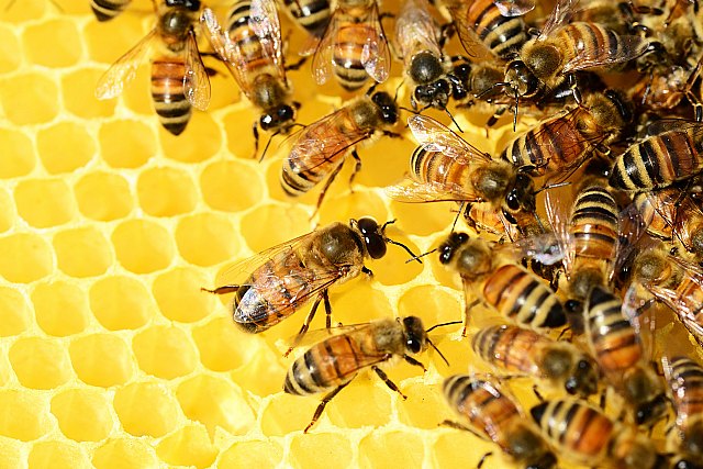 Día Mundial de las Abejas: ¿Por qué estos insectos son fundamentales para el futuro de la alimentación humana? - 1, Foto 1