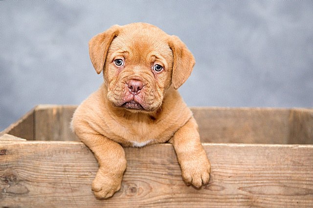 Los mejores juguetes para los diferentes tipos de perros, según Maskowe - 1, Foto 1