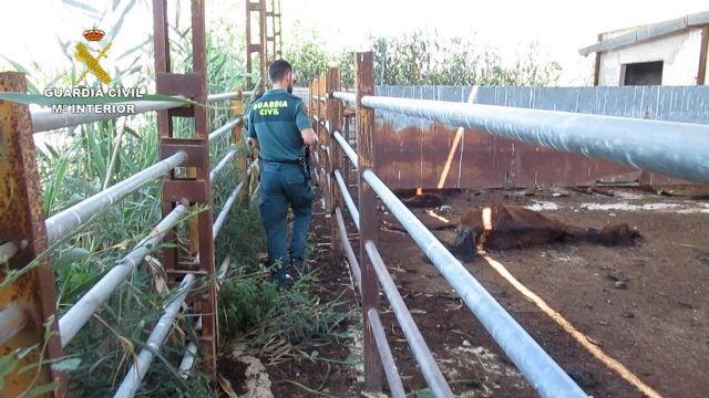 La Guardia Civil investiga al titular de una granja en Murcia por maltrato animal - 1, Foto 1