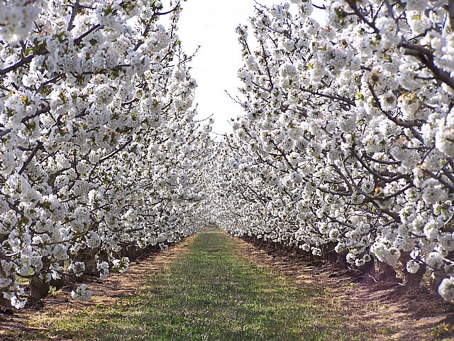 Una tesis doctoral concluye que se pueden cultivar cerezos con garantías de éxito en la Región - 1, Foto 1