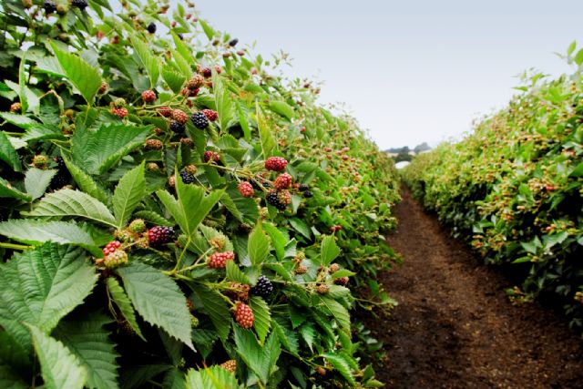 Driscoll´s:  Un referente de dinamismo, innovación y sustentabilidad para el sector agroalimentario de México - 2, Foto 2