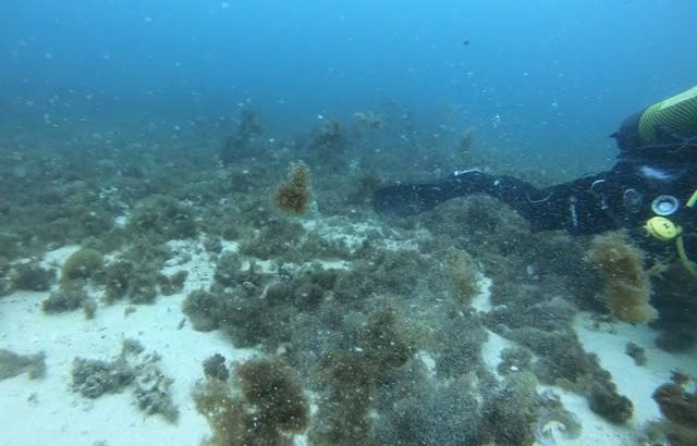 El puerto de Cartagena impulsa un proyecto piloto para la reforestación de praderas de posidonia - 1, Foto 1