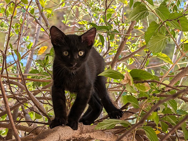 Podemos exige atajar el abandono masivo de animales de compañía en verano - 1, Foto 1