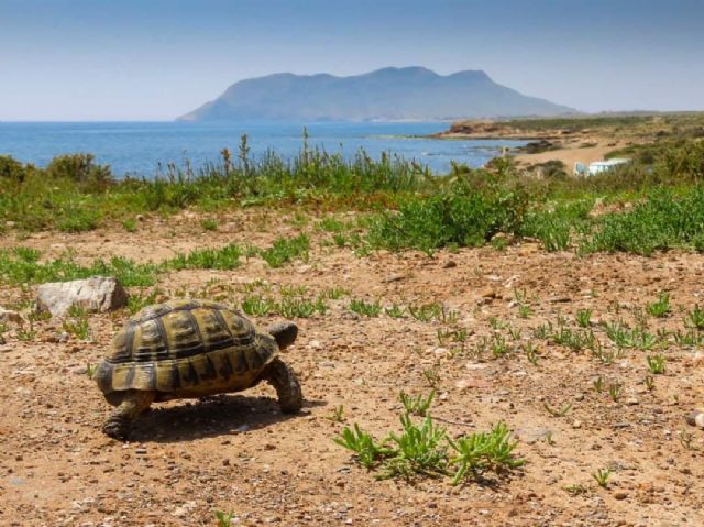 AMACOPE exige a Carreteras que impida las muertes de tortuga mora en el entorno de Cabo Cope - 1, Foto 1