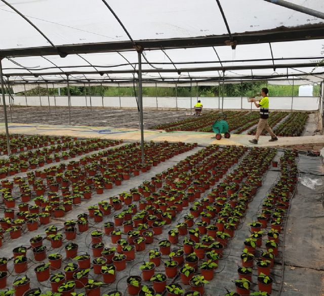 El vivero municipal del Mayayo está trabajando ya en el cultivo de 20.000 flores de Pascua - 1, Foto 1