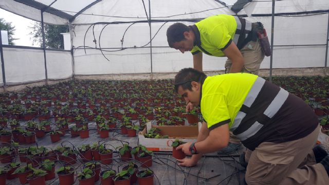 El vivero municipal del Mayayo está trabajando ya en el cultivo de 20.000 flores de Pascua - 2, Foto 2