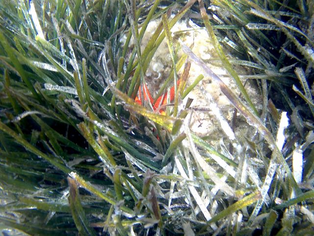 Camonmar3 muestra los fondos submarinos de Águilas en un itinerario guiado con snorkel - 1, Foto 1