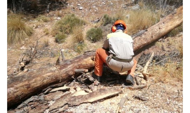 Talan y retiran la masa arbórea seca en el paraje de La Santa, a consecuencia de la sequía y las plagas fitosanitarias - 1, Foto 1