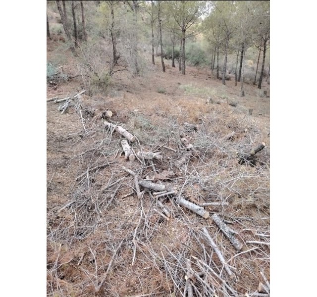 Talan y retiran la masa arbórea seca en el paraje de La Santa, a consecuencia de la sequía y las plagas fitosanitarias - 3, Foto 3