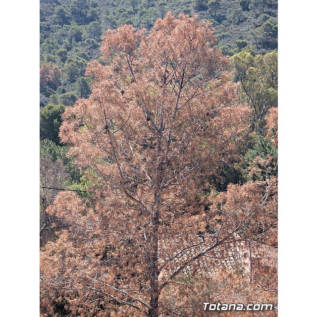 Talan y retiran la masa arbórea seca en el paraje de La Santa, a consecuencia de la sequía y las plagas fitosanitarias, Foto 6