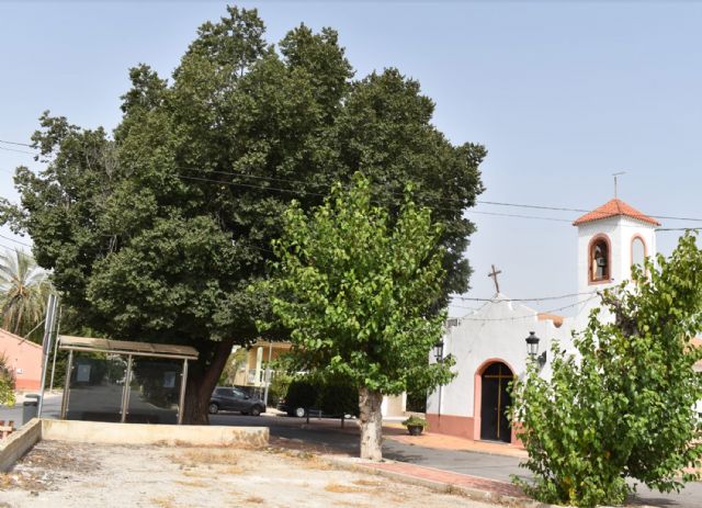 Las actuaciones municipales de conservación permiten que el olmo de La Loma vuelva a llenarse de vida Las actuaciones municipales de conservación permiten que el olmo de La Loma vuelva a llenarse de vida