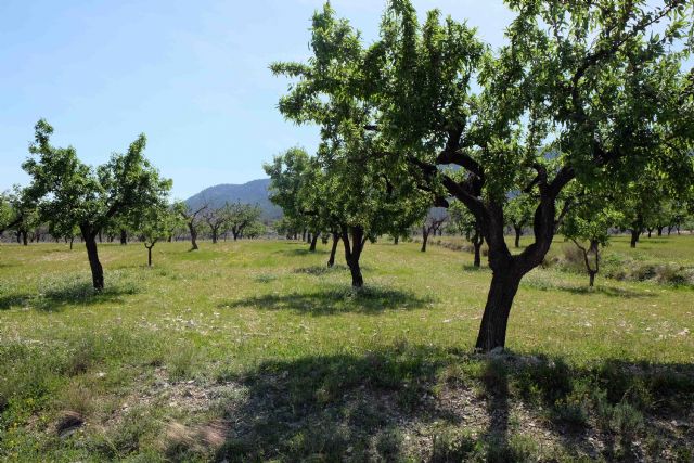 Los agricultores del Noroeste y la Comarca del Río Mula exigen un plan urgente de reactivación económica - 1, Foto 1