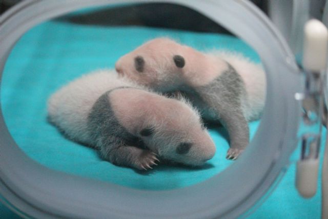 Incubadoras de última generación para los nuevos gemelos panda del Zoo Aquarium de Madrid - 2, Foto 2