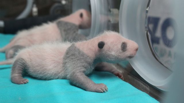 Incubadoras de última generación para los nuevos gemelos panda del Zoo Aquarium de Madrid - 3, Foto 3