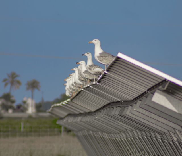 UNEF presenta los 10 motivos por los que la Energía Solar protege la naturaleza - 3, Foto 3