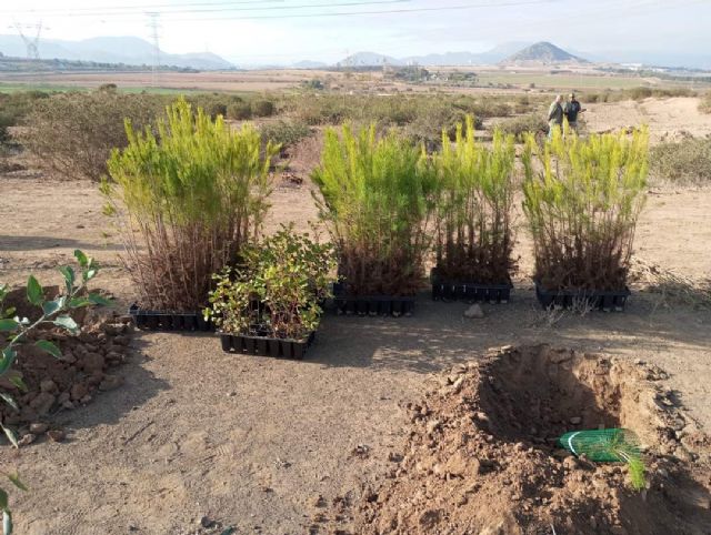 El bosque San Juan Pablo II, ya brilla en el Cabezo Ventura en Los Camachos - 3, Foto 3