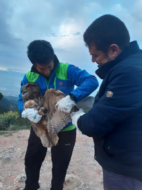 Recuperan y devuelven a la naturaleza un búho real - 1, Foto 1