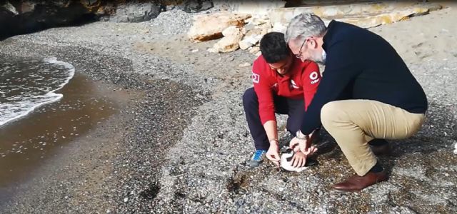 Un alca común es devuelto a la naturaleza tras ser tratado en el Centro de Recuperación de Fauna de 'El Valle' - 1, Foto 1