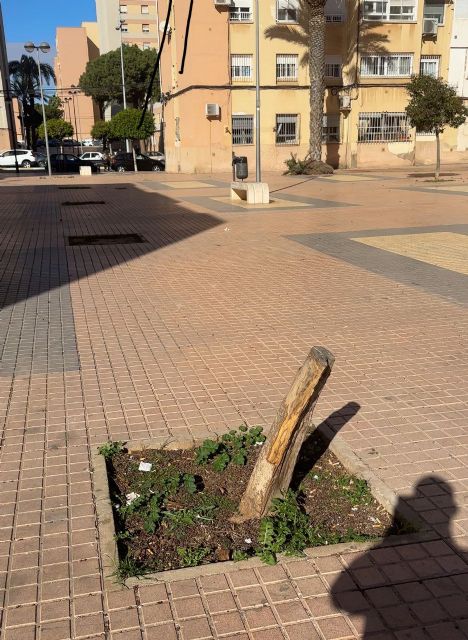 MC solicita la adaptación de las plazas públicas del Ensanche-Almarjal al cambio climático - 1, Foto 1