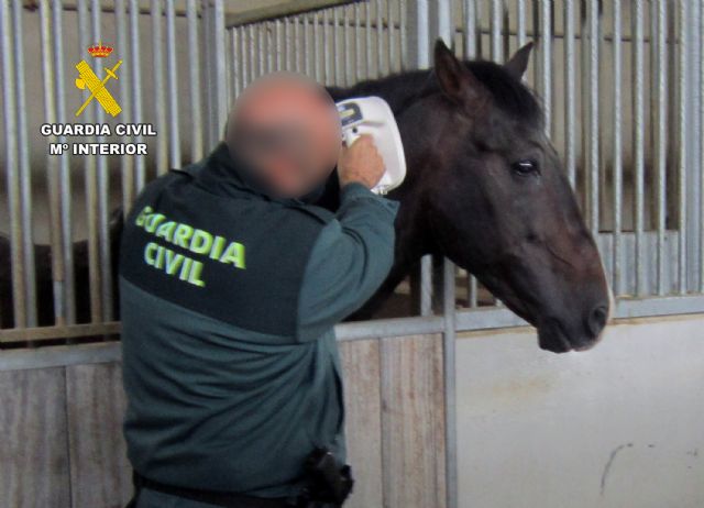 Detectado el tráfico a terceros países de cerca de un centenar de caballos con documentación falsificada - 1, Foto 1