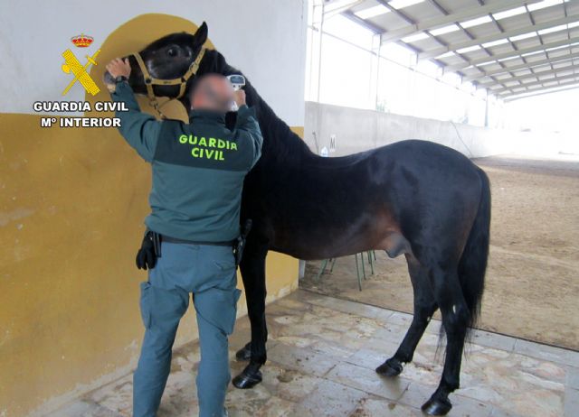 Detectado el tráfico a terceros países de cerca de un centenar de caballos con documentación falsificada - 2, Foto 2