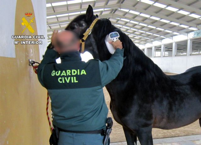 Detectado el tráfico a terceros países de cerca de un centenar de caballos con documentación falsificada - 3, Foto 3