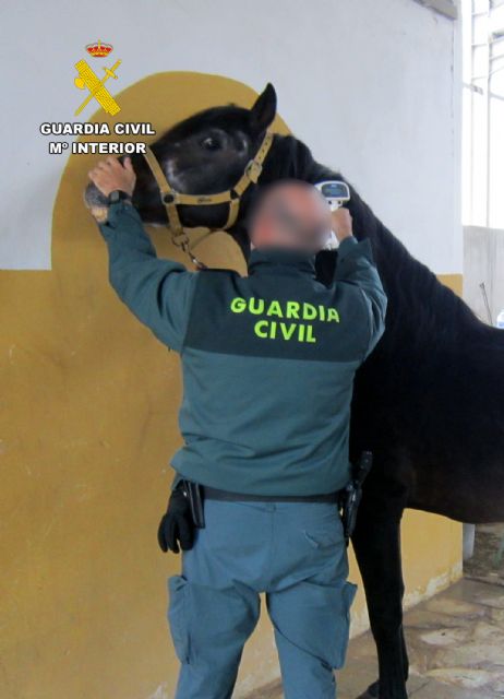 Detectado el tráfico a terceros países de cerca de un centenar de caballos con documentación falsificada - 4, Foto 4