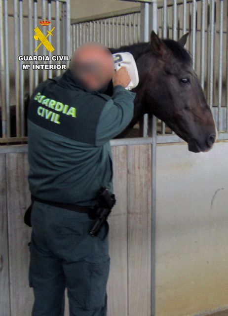 Detectado el tráfico a terceros países de cerca de un centenar de caballos con documentación falsificada - 5, Foto 5