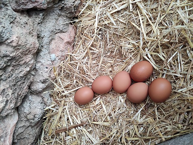 Cerca del 40% de los españoles se ha planteado vivir en la naturaleza o medio rural en plena pandemia - 1, Foto 1