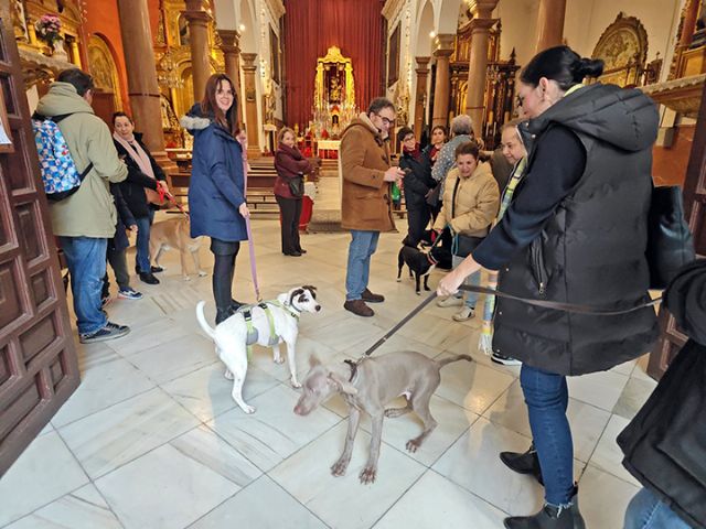 Sevilla. Se continua con la tradición de la Bendición de animales doméstico en la parroquia de San Roque de Sevilla - 1, Foto 1