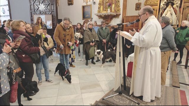 Sevilla. Se continua con la tradición de la Bendición de animales doméstico en la parroquia de San Roque de Sevilla - 4, Foto 4