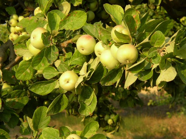 El 28 de febrero finaliza el plazo para contratar las opciones del seguro de frutales que incluyen helada y falta de cuajado - 1, Foto 1