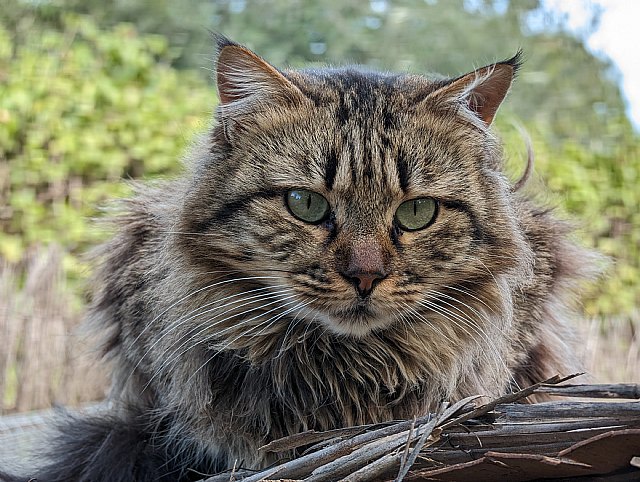 La esperanza de vida de los gatos esterilizados es un 140% mayor que la de los que no lo están - 1, Foto 1