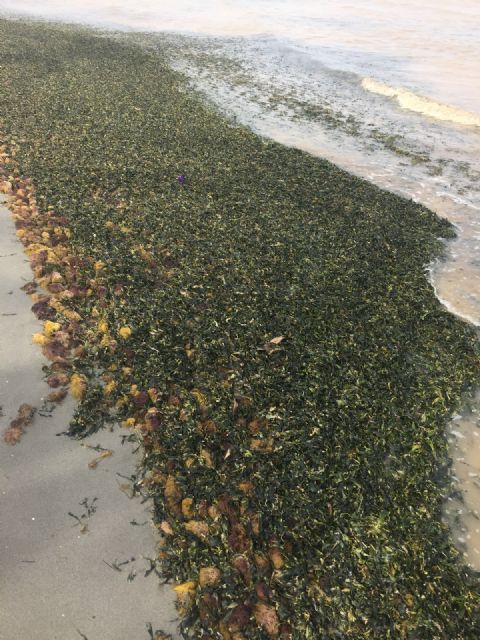 Ciudadanos denuncia el estado de la playa en Los Urrutias y anuncia su apuesta por recuperar el Aula de la Naturaleza - 1, Foto 1