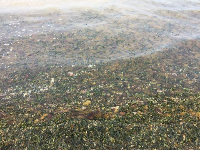 Ciudadanos denuncia el estado de la playa en Los Urrutias y anuncia su apuesta por recuperar el Aula de la Naturaleza - 2, Foto 2