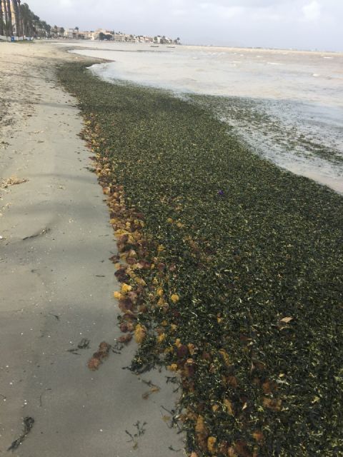 Ciudadanos denuncia el estado de la playa en Los Urrutias y anuncia su apuesta por recuperar el Aula de la Naturaleza - 4, Foto 4