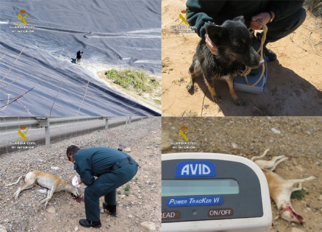 La Guardia Civil investiga a dos personas por el abandono de dos canes - 3, Foto 3