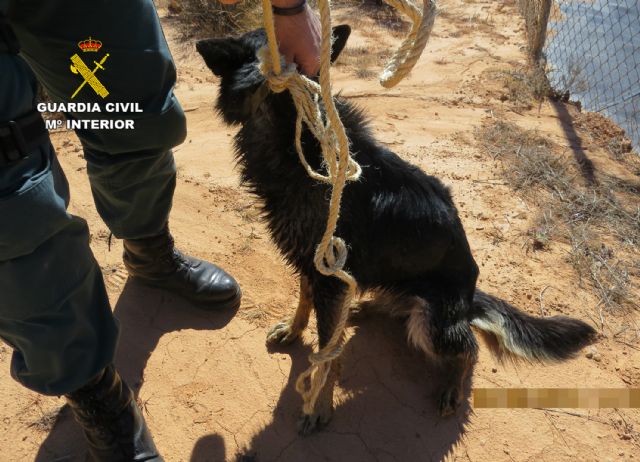 La Guardia Civil investiga a dos personas por el abandono de dos canes - 5, Foto 5