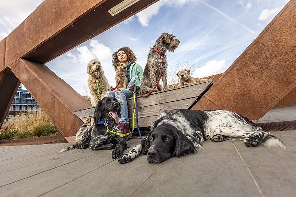 MSD Animal Health recomienda a las familias con perro la vacunación frente al complejo respiratorio infeccioso canino, una enfermedad muy contagiosa - 1, Foto 1