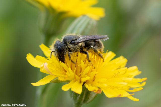 Voluntariado ambiental en casa: ¡Crea una reserva para las abejas! - 1, Foto 1